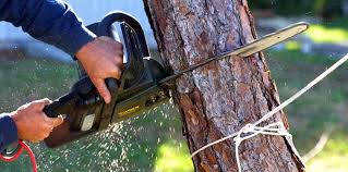 Best Arborist Consultation Services  in Pembroke Park, FL