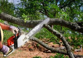 Best Tree Health Inspection  in Pembroke Park, FL