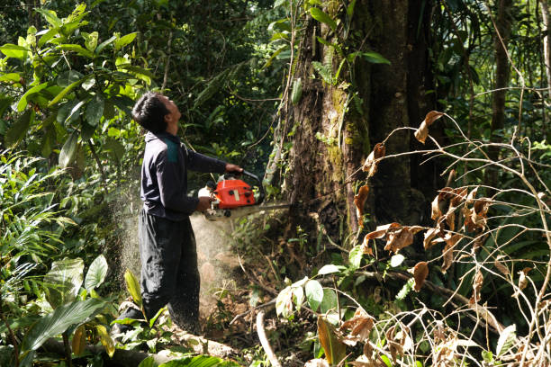 Best Tree and Shrub Care  in Pembroke Park, FL