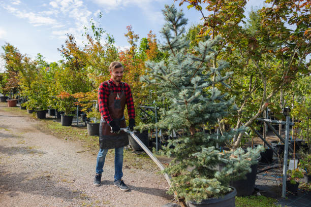 Trusted Pembroke Park, FL  Tree Services Experts