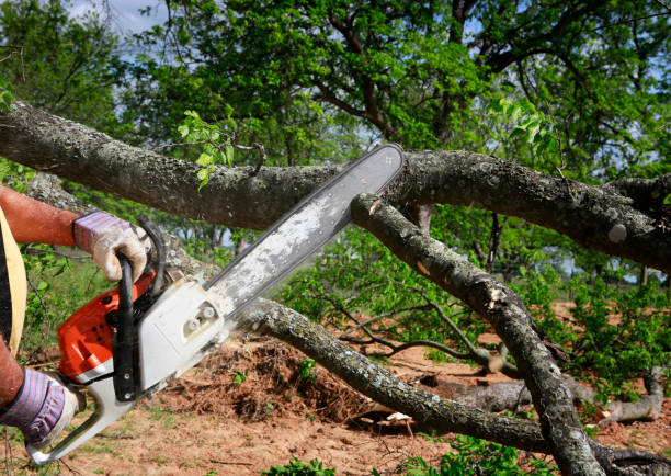 Best Commercial Tree Services  in Pembroke Park, FL